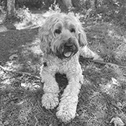 Hachi the dog